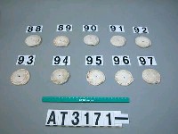 藏品(芋螺貝)的圖片